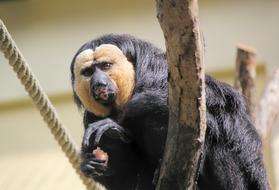 funny gorilla in a tree