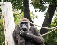there a black gorilla at the zoo.