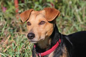 a cute dog with a black pattern