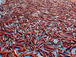 scattered hot peppers