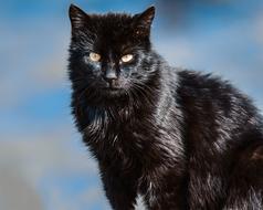 black fluffy cat with big eyes