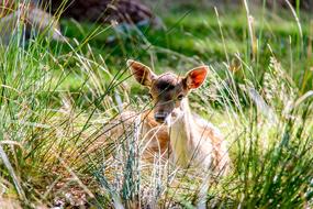 sweet deer in the green grass