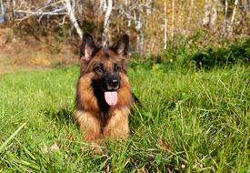 a handsome dog with a black face