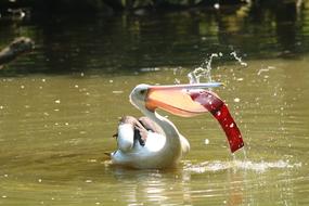 pelican eats red fish