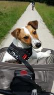 dog in a cart