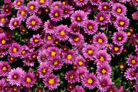 Asters Flowers Close Up