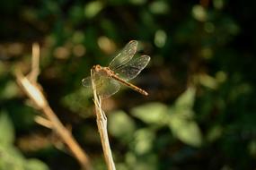 dragonfly stick green
