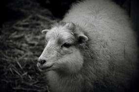 big white fluffy sheep