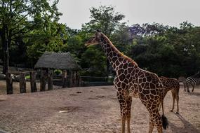 a giraffe with beautiful spots