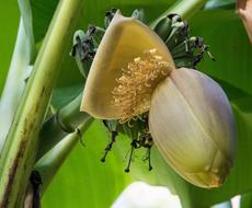 banana tropical flowers