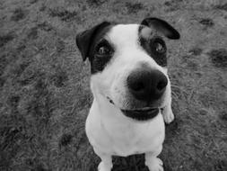 dog black spots on the nose