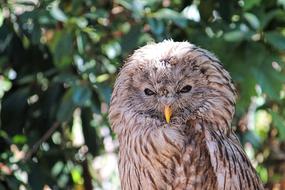 owl sleeping in the foliage