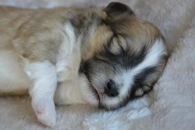 fluffy dog with a face