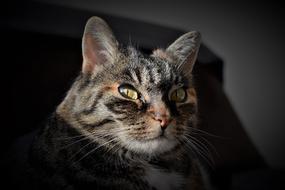 cat eyes silhouette
