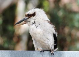 white feathered bird