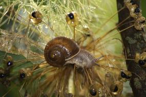 snail tendrils look beautiful