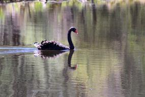 black swan in the water view