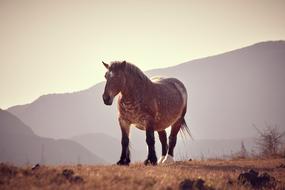 big horse running in the field