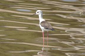small bird in the water