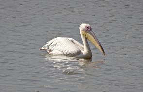 white pelican in the water with a big beak