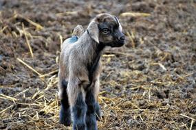 a goat in the grass with the ground