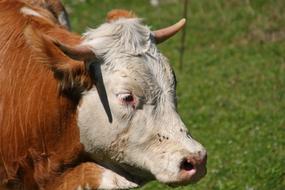 red cow with a white nose