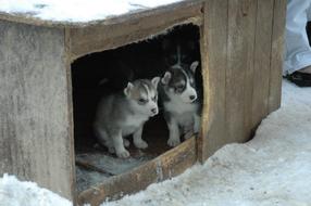 two fluffy puppies in a box