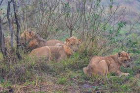 wild lions in Africa