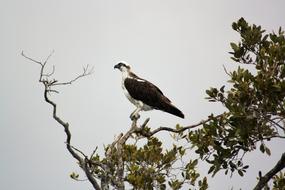 a bird on a branch in a cloudy sky