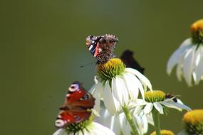 little butterfly on a flower