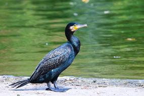 black duck by the green water