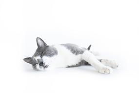 a cute cat with a gray pattern