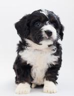 black dog with a white collar