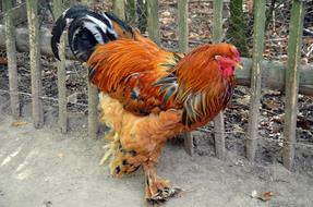 brown rooster by the fence