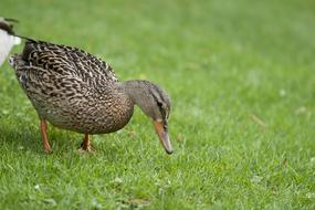 gray duck in green grass