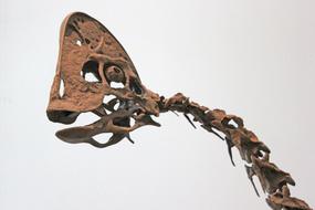 Dinosaur Duck-Billed Fossil