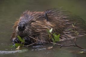 brown beaver in the water