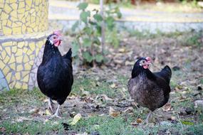 chicken black leaf view