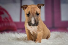 little red puppy