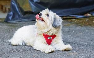 fluffy domestic white dog