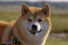 smiling dog