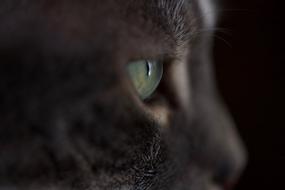 eye nose cat furry