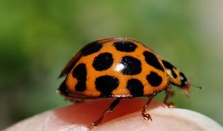 ladybug on my finger