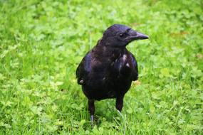 a big black crow on the green grass.