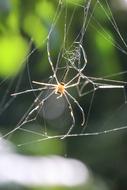a big spider in the green foliage