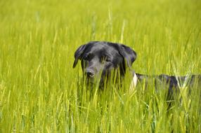 stray dog in the grass