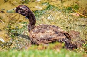 brown moorhen