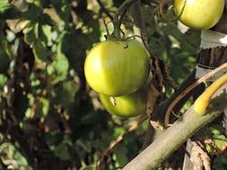 Unripe tomatoes on a bush in the vegetable garden