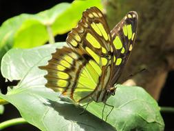 yellow butterfly patterned view
