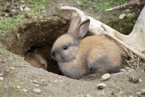 fluffy brown hare